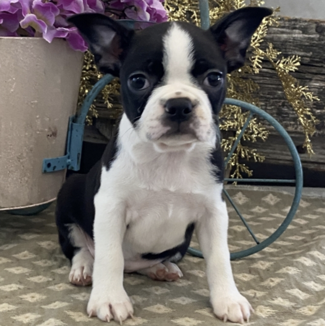 comprar cachorros sanos, baratos y asequibles para la venta